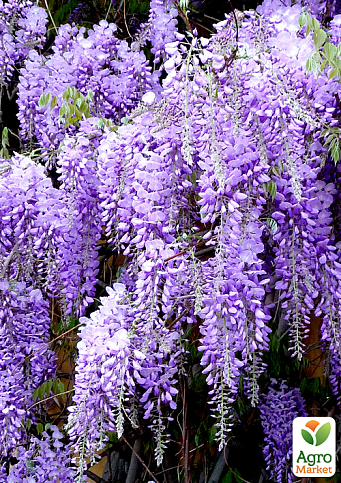 Глициния сиреневая “Модный дом” - фото 6