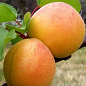 Абрикос "Буревісник"
