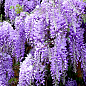 Глициния сиреневая “Модный дом”