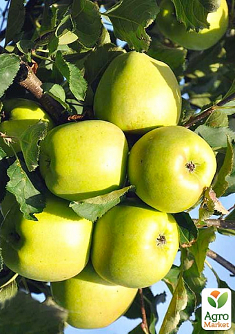 Ексклюзив! Яблуня зелена "Нікогрін" (Nikogrin) (преміальний зимовий сорт, бельгійська селекції)