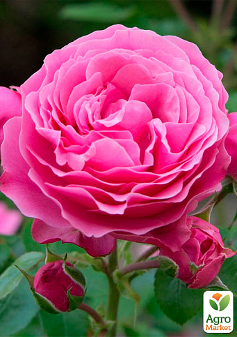 Роза в контейнере плетистая "Pink Mushimara" (саженец класса АА+) - фото 3