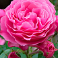 Троянда в контейнері плетиста "Pink Mushimara" (саджанець класу АА+) цена