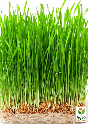 Пророщувач (спаутер) + набір насіння мікрозелені №1 ТМ "BIO Natura" - фото 2