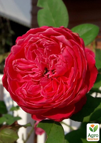 Троянда в контейнері англійська "Red Piano" (саджанець класу АА+) - фото 4