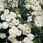 Роза полиантовая "Айсберг" (саженец класса АА+) высший сорт