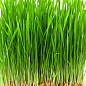 Пророщувач (спаутер) + набір насіння мікрозелені №1 ТМ "BIO Natura" купить