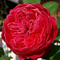 Троянда в контейнері англійська "Red Piano" (саджанець класу АА+)