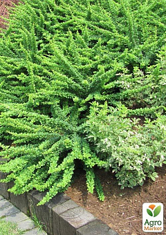 Барбарис Тунберга Green Carpet  (контейнер P9)18