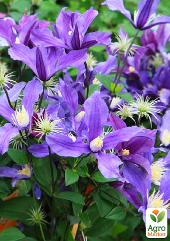 LMTD Клематис 3-х летний "Fukuzono" (высота 80-90 см) - фото 5