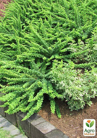 Барбарис Тунберга Green Carpet (контейнер P9) - фото 6