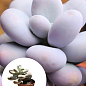 Сукулент Пахіфітум "Pachyphytum Oviferum"