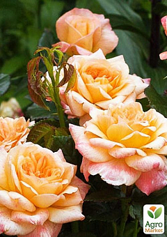 Роза английская "Сэр Ланселот" (саженец класса АА+) высший сорт9