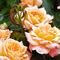 Троянда англійська "Сер Ланселот" (саджанець класу АА +) вищий сорт