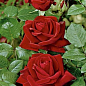 Роза чайно-гибридная "Ред Берлин" (саженец класса АА+) высший сорт