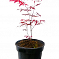 Клен 3-х летний  веерный пальмолистный "Атропурпуреум"(Acer palmatum `Atropurpureum") С2 высота 40-70см цена