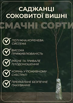 Вишня "Чернокорка" (літній сорт, середньоранній термін дозрівання)1