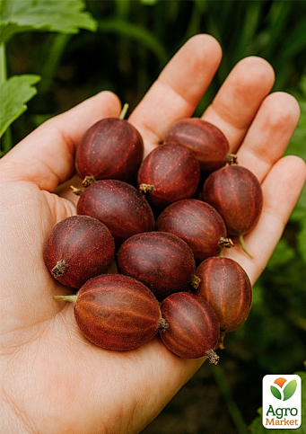 Крыжовник слабошипный "Тиксия" (средне-поздний срок созревания, крупноплодный сорт)