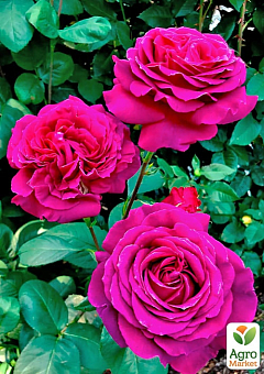 Роза мелкоцветковая (спрей) "Хихо" (саженец класса АА+) высший сорт1