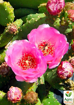 Опунция садовая Розовая (зимующий кактус)1
