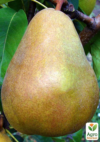 Груша "Стрийська" (зимовий сорт, пізній термін дозрівання)