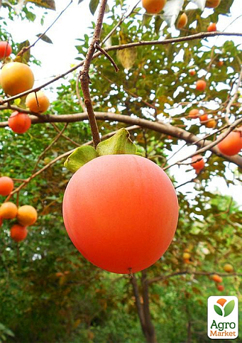 Хурма на віргінській морозостійкій підщепі "Божий дар" вищий сорт!