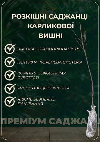 Эксклюзив! Вишня карликовая шаровидная черная "Крупноплодная" (Large-fruited) (венгерская селекция, премиальный морозостойкий сорт)  - фото 3