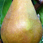 Груша "Стрийська" (зимовий сорт, пізній термін дозрівання)