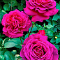 Троянда дрібноквіткова (спрей) "Хіхо" (саджанець класу АА+) вищий сорт