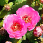 Опунция садовая Розовая (зимующий кактус)