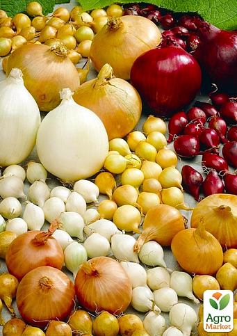 Цибуля-сіянка 1кг (арбажейка) мікс сортів