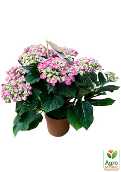 LMTD Гортензия macrophylla кудрявая цветущая 5и летняя "Curly Wurly Roze" (40-50см)28
