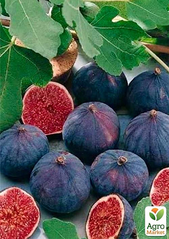 Эксклюзив! Инжир фиолетово-коричневый "Чикаго Харди" (Chicago Hardy) (премиальный, морозостойкий, ранний)