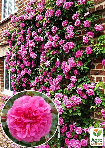 Троянда англійська плетиста "Солодкий поцілунок" (саджанець класу АА +) вищий сорт