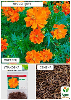 Космея Помаранчева (Зипер) ТМ "Весна" 1г6
