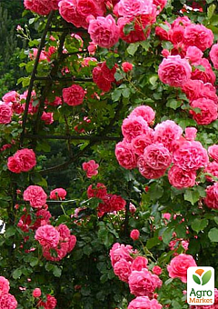Роза плетистая "Rosarium Uetersen" в контейнере, высший сорт13