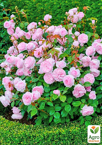 Троянда кущова "Міранда" (саджанець класу АА+) вищий сорт  - фото 4