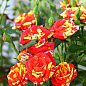 Роза мініатюрна "Фаєр флеш" (Fire Flash®) (саджанець класу АА +) вищий сорт
