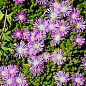 Делосперма (цветущий суккулент)  "Sundella Lavender"