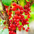 Смородина "Зітавія" (Ribes rubrum "Zitavia") Нідерланди, вазон П9  цена