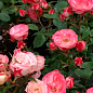 Троянда в контейнері ґрунтопокровна "Patte de Velours" (саджанець класу АА+) цена