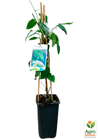 LMTD Актинидия "Issai" (женский сорт, укорененный) - фото 3