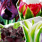 Тюльпани, мікс з 4-х сортів "Казковий сад" (The Fairy Garden) 10шт цибулин