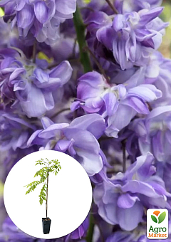 Глициния 3-х летняя китайская "Блек Драгон" (Wisteria chinensis Блек Дрегон) С2, высота саженца 60-100см2