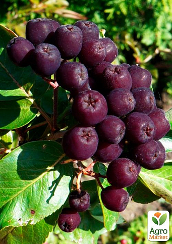 Эксклюзив! Рябина темно-фиолетовая "Мисс Скарлетт" (Miss Scarlett) (премиальный десертный сорт)