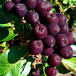 Эксклюзив! Рябина темно-фиолетовая "Мисс Скарлетт" (Miss Scarlett) (премиальный десертный сорт)