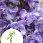 Глициния 3-х летняя китайская "Блек Драгон" (Wisteria chinensis Блек Дрегон) С2, высота саженца 60-100см