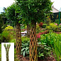 Ива плетеная "Американка гигантская" Salix americana (высота 0,8-1,2м) вазон С2
