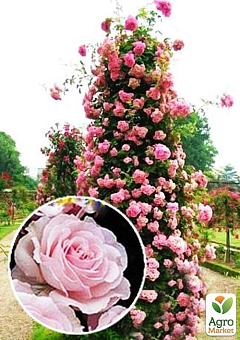 Троянда плетиста "Eden Rose" (саджанець класу АА +) вищий сорт4