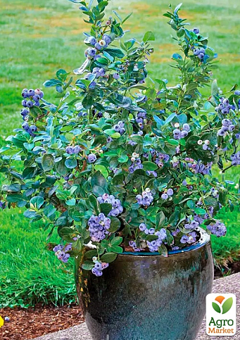 Голубика (черника садовая) 2 года "Река" С2 высота 50-60см - фото 5