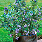 Голубика (черника садовая) 2 года "Река" С2 высота 50-60см